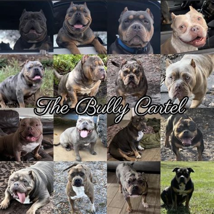Molly Norbit: The Bully Behind The Smiles